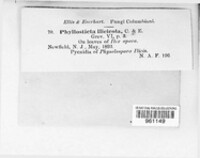 Phyllosticta ilicicola image